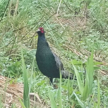 2021年8月28日(土) 成田市根木名川の野鳥観察記録