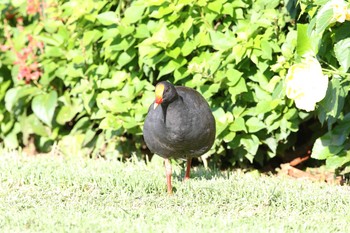 Dusky Moorhen Royal Botanic Gardens Sydney Thu, 2/9/2017