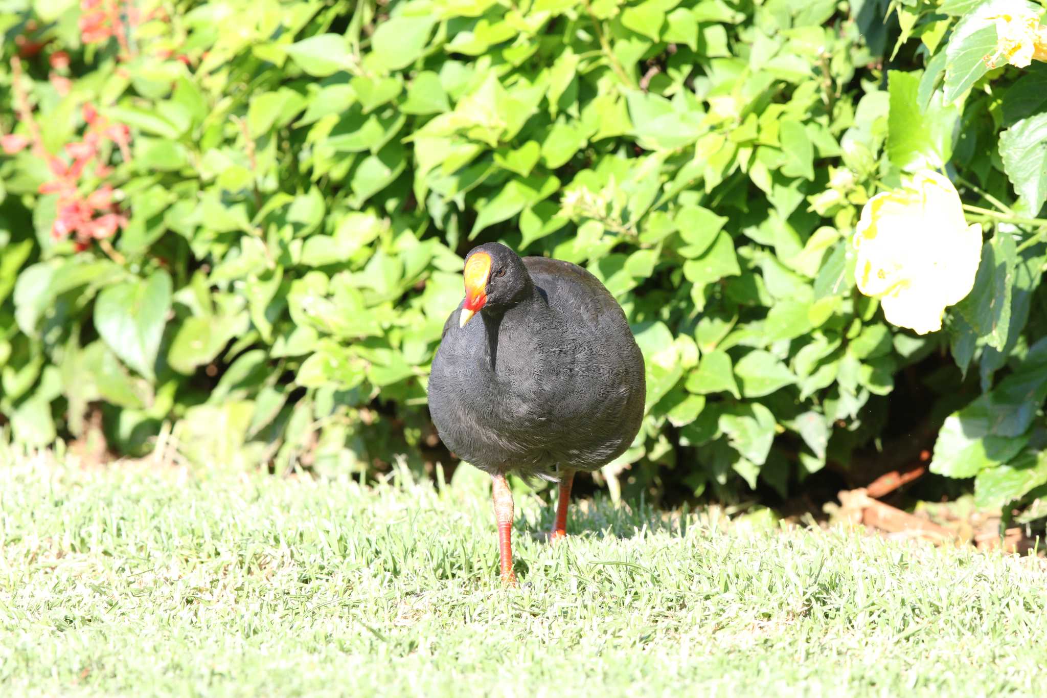 Photo of Dusky Moorhen at Royal Botanic Gardens Sydney by Trio