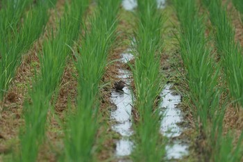 タシギ 潟ノ内(島根県松江市) 2021年9月3日(金)