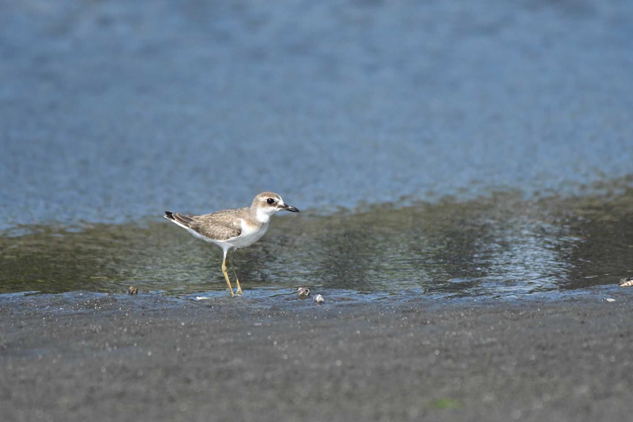 ふなばし三番瀬海浜公園 オオメダイチドリの写真 by TK2