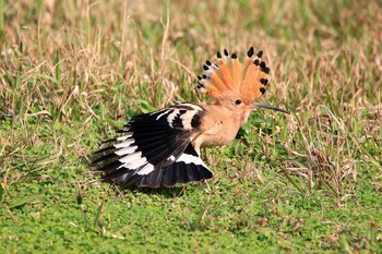 Eurasian Hoopoe