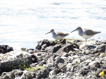 2021年9月3日(金) 濤沸湖の野鳥観察記録