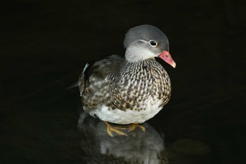 Mandarin Duck 函館市松倉川 Thu, 9/2/2021