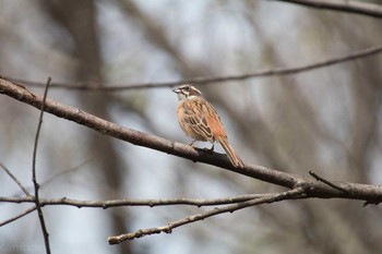 Meadow Bunting こんぶくろ池自然博物公園  Mon, 4/10/2017