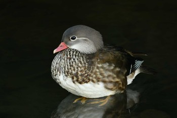 Mandarin Duck 函館市松倉川 Thu, 9/2/2021