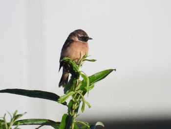 Amur Stonechat 函館市松倉川 Fri, 9/3/2021