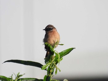 Amur Stonechat 函館市松倉川 Fri, 9/3/2021