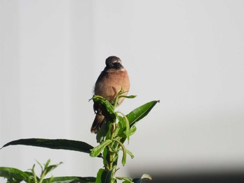 Amur Stonechat 函館市松倉川 Fri, 9/3/2021