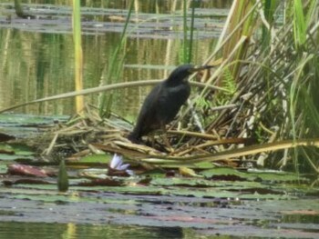 Rufous-bellied Heron