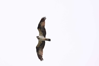 Osprey 乙部町元和台 Tue, 6/29/2021