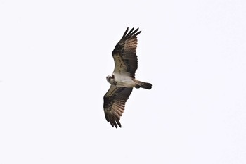 Osprey 乙部町元和台 Tue, 6/29/2021