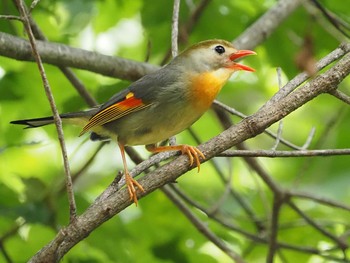 Sun, 8/22/2021 Birding report at 焼山沢真木林道