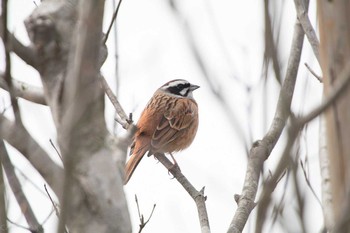 Meadow Bunting こんぶくろ池自然博物公園  Mon, 4/10/2017