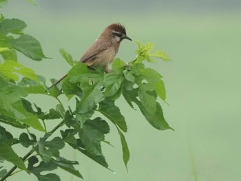 2021年7月3日(土) 渡良瀬遊水地の野鳥観察記録