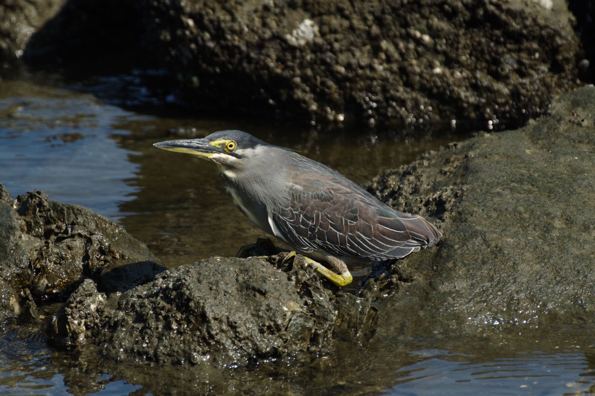 東京港野鳥公園 ササゴイの写真 by Marco Birds