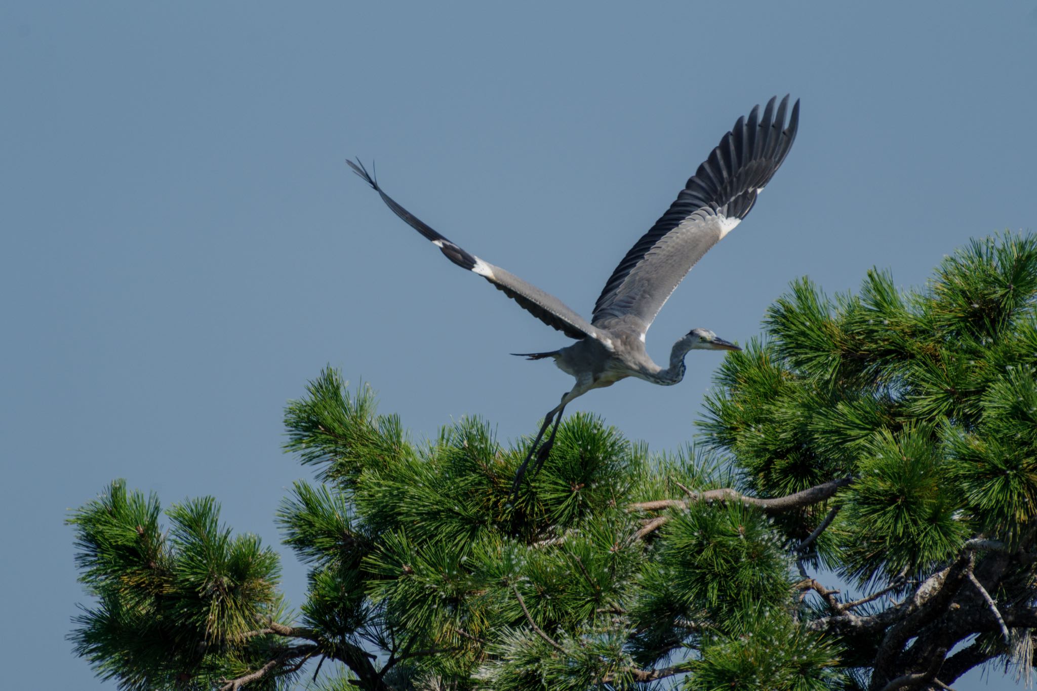 東京港野鳥公園 アオサギの写真 by Marco Birds