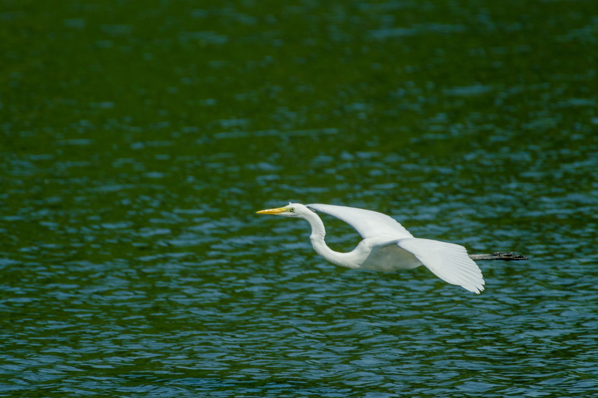 東京港野鳥公園 ダイサギの写真 by Marco Birds