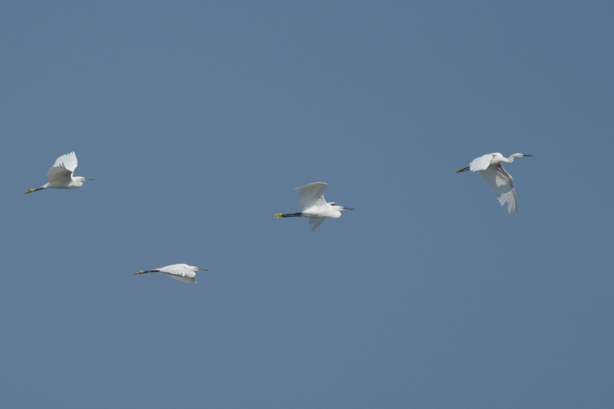 東京港野鳥公園 コサギの写真 by Marco Birds