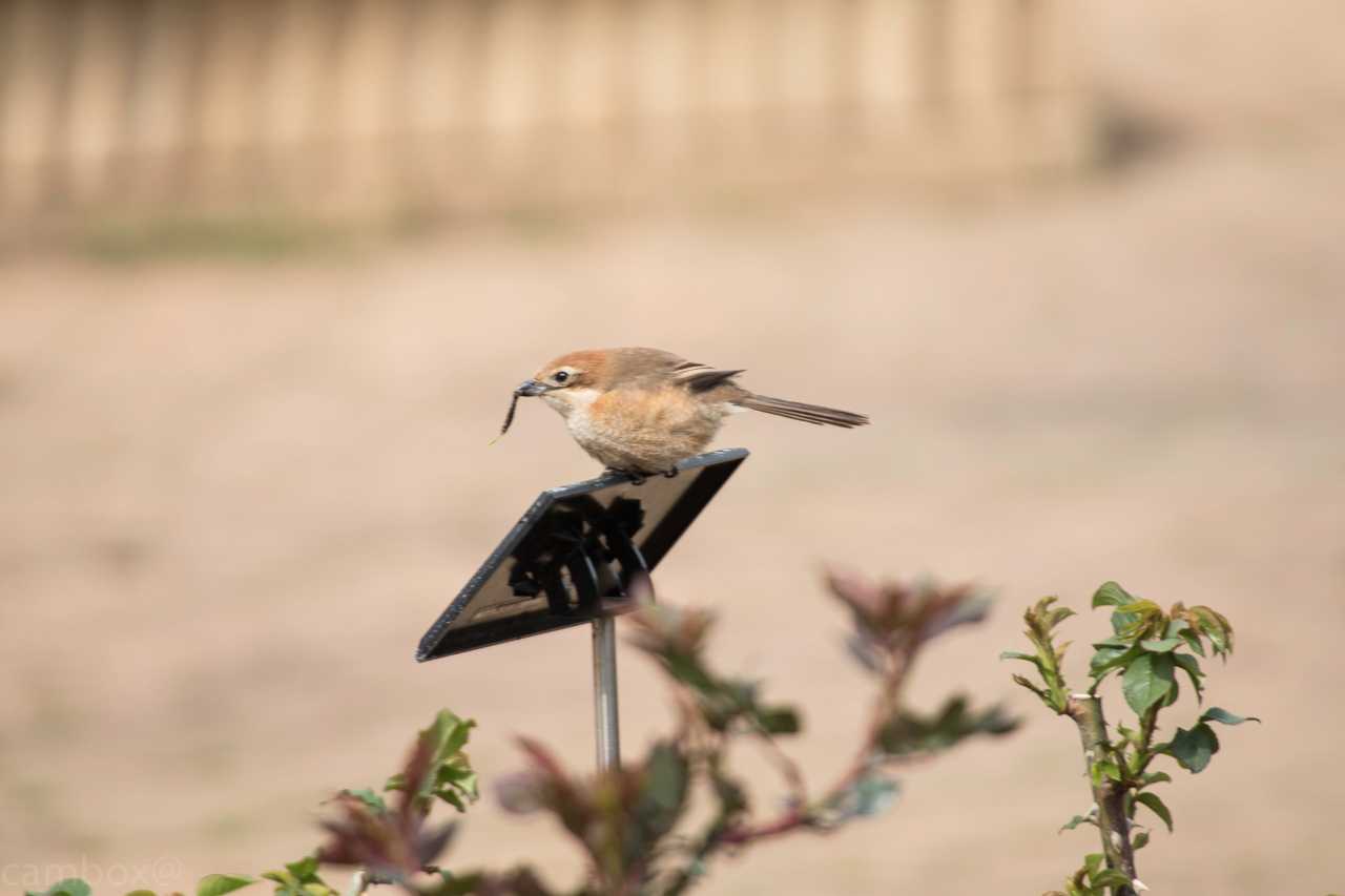 柏の葉公園 モズの写真 by natoto