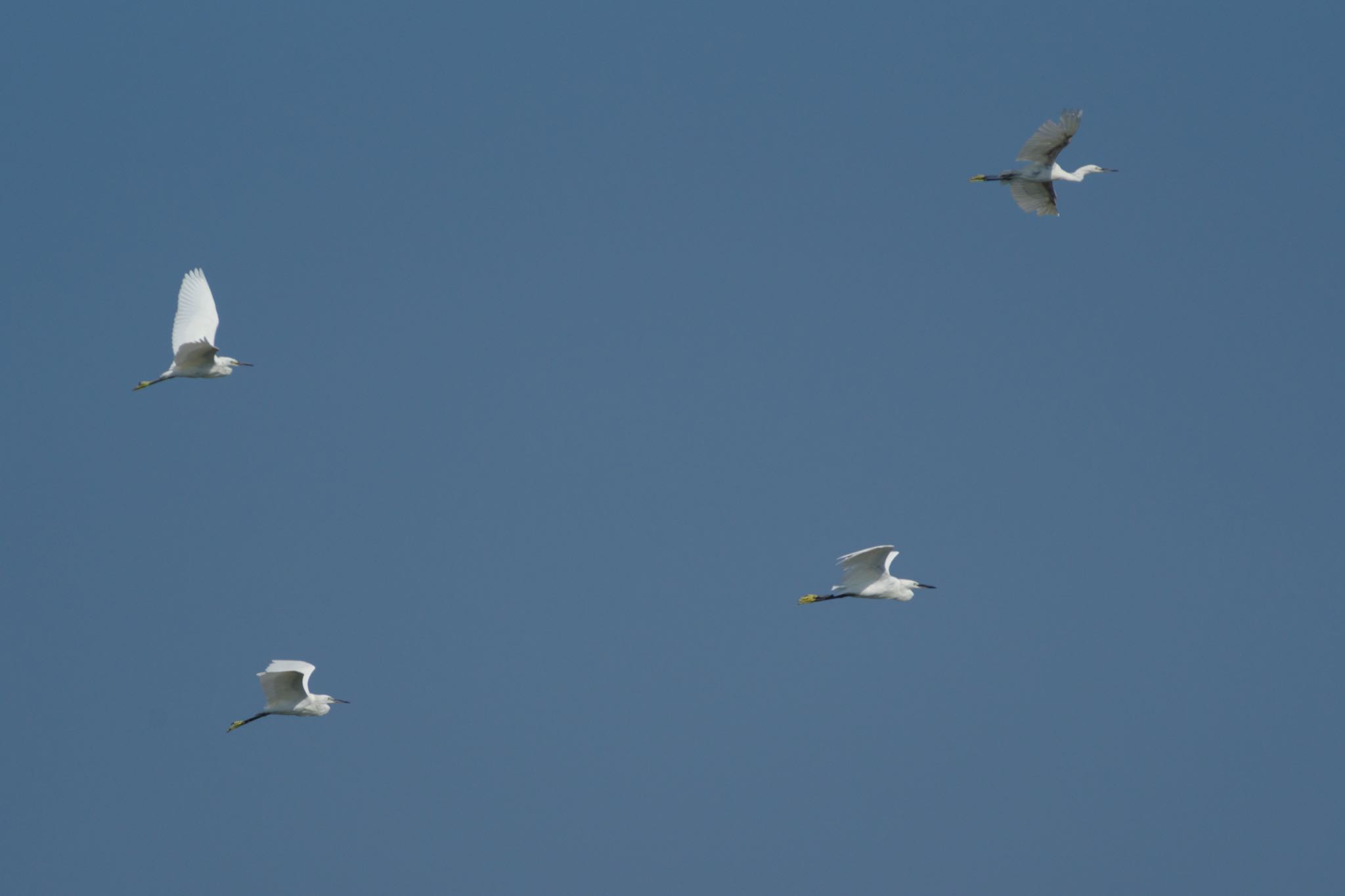 東京港野鳥公園 コサギの写真 by Marco Birds