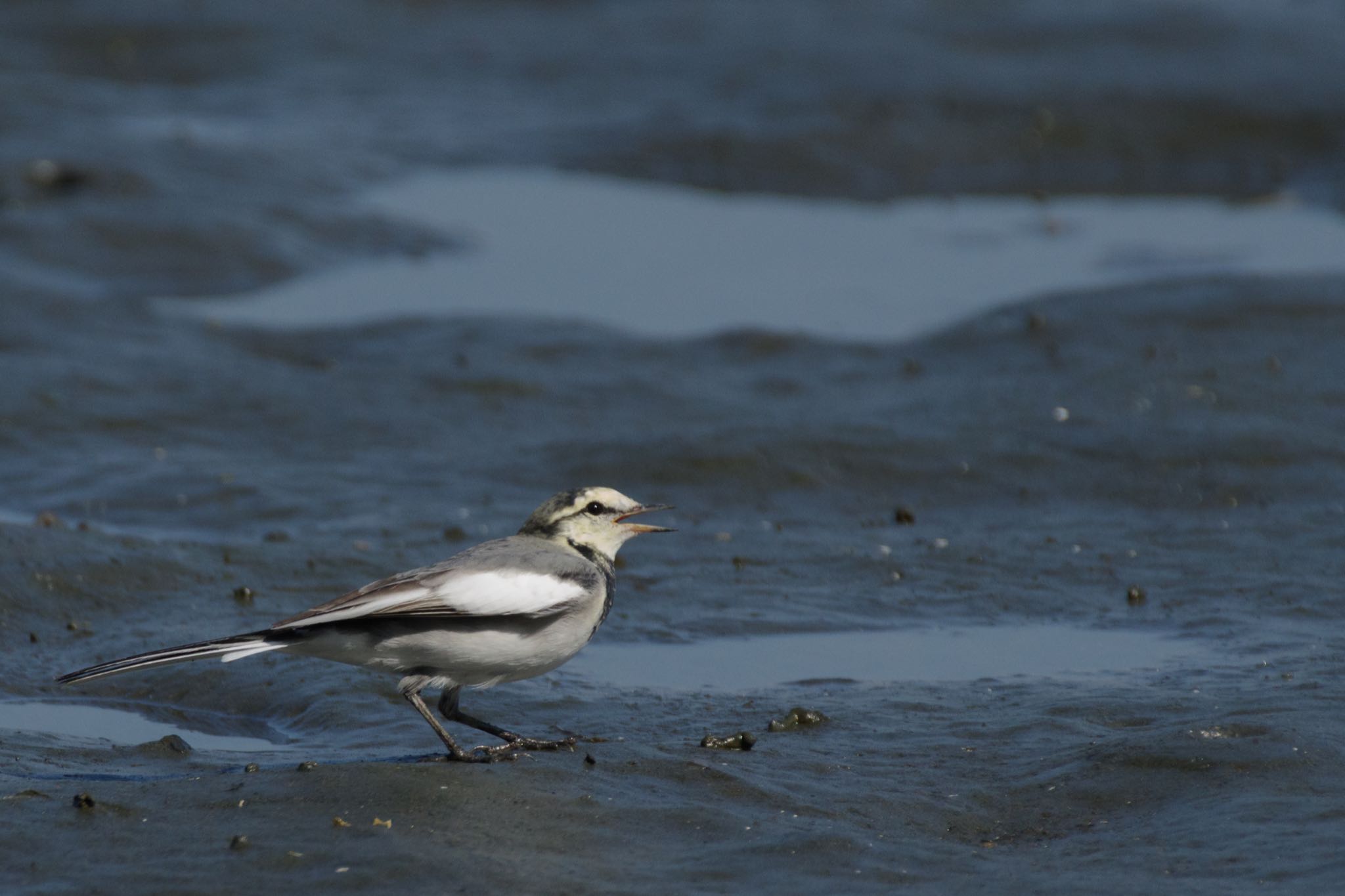 東京港野鳥公園 ハクセキレイの写真 by Marco Birds