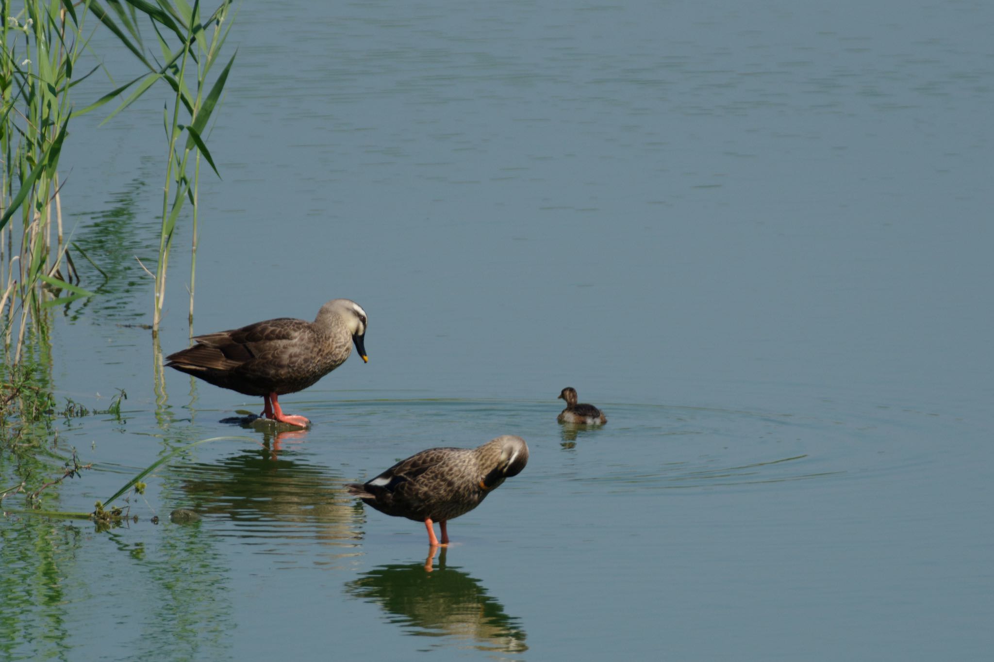 東京港野鳥公園 カイツブリの写真 by Marco Birds