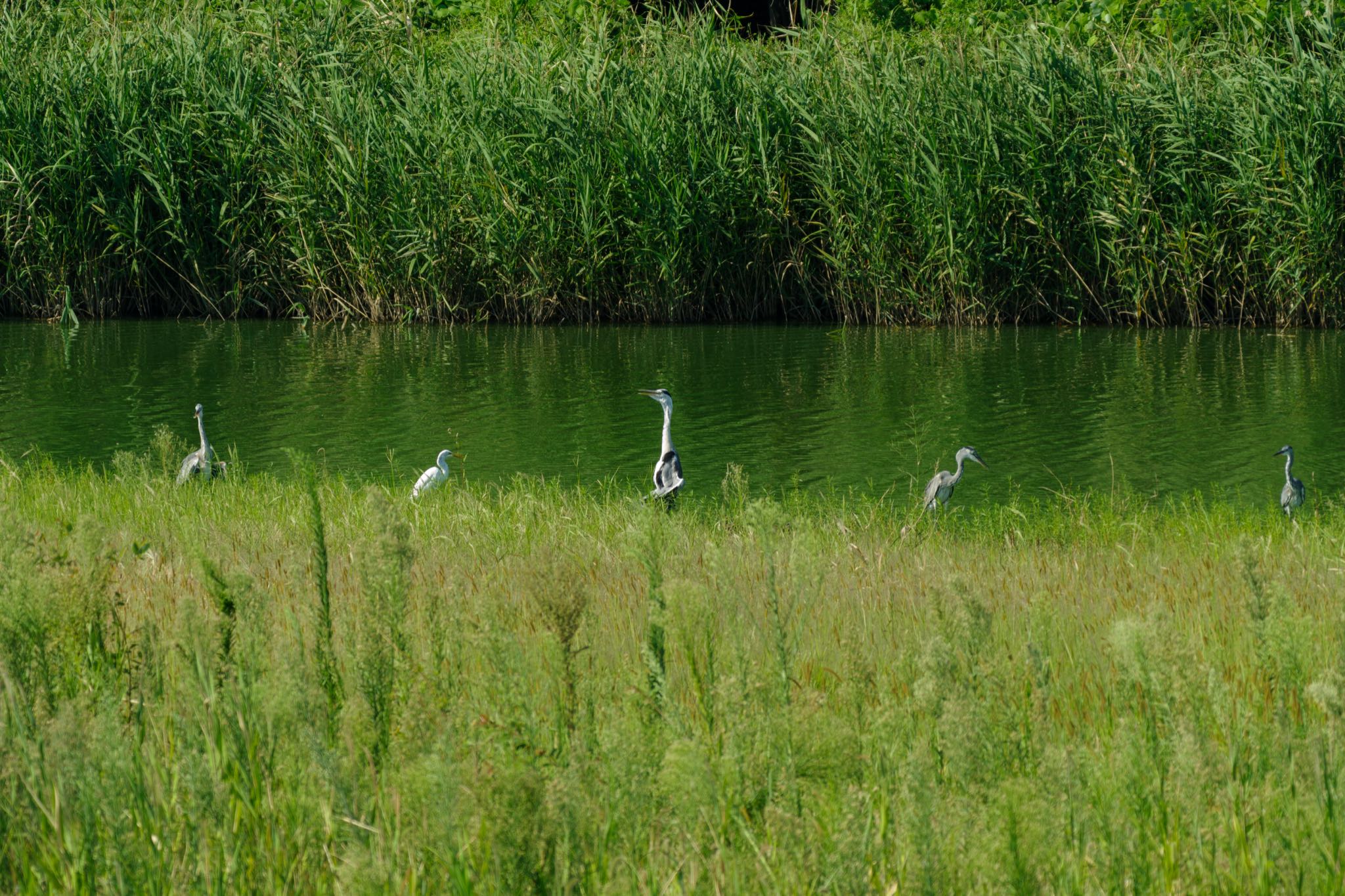 東京港野鳥公園 アオサギの写真 by Marco Birds