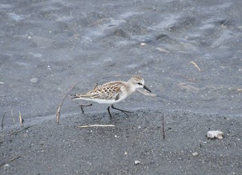 2021年9月3日(金) 安倍川河口の野鳥観察記録