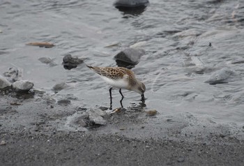 Red-necked Stint 安倍川河口 Fri, 9/3/2021