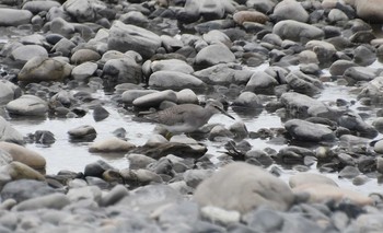 Grey-tailed Tattler 安倍川河口 Fri, 9/3/2021