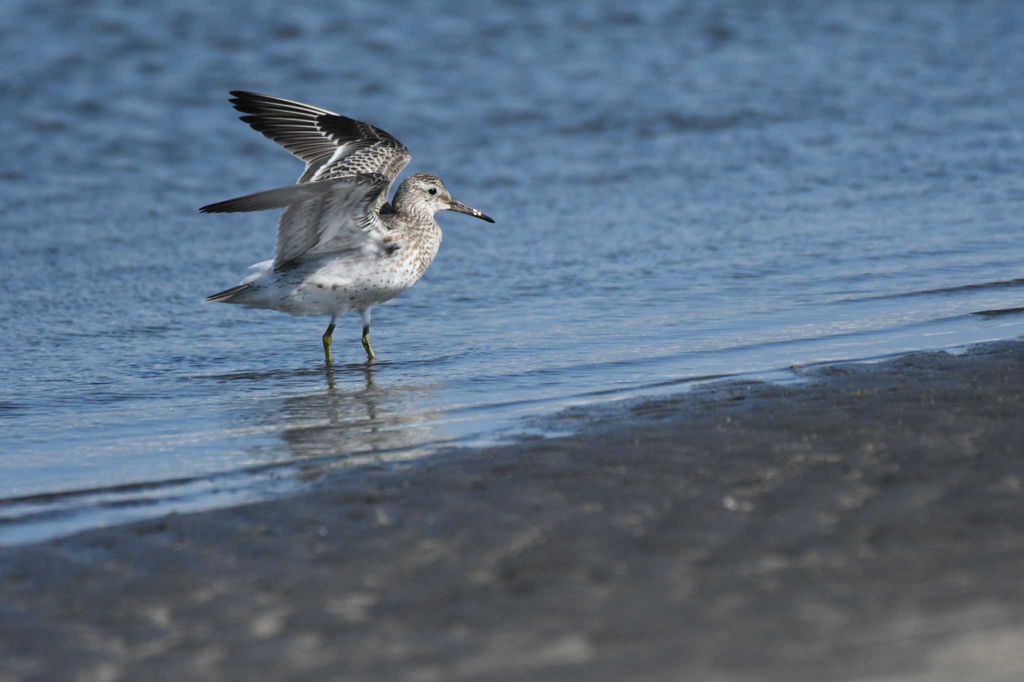 ふなばし三番瀬海浜公園 オバシギの写真 by TK2