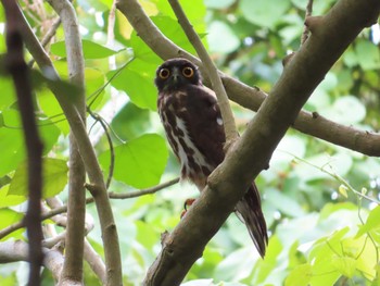 2021年9月3日(金) 宮古島(沖縄県)の野鳥観察記録