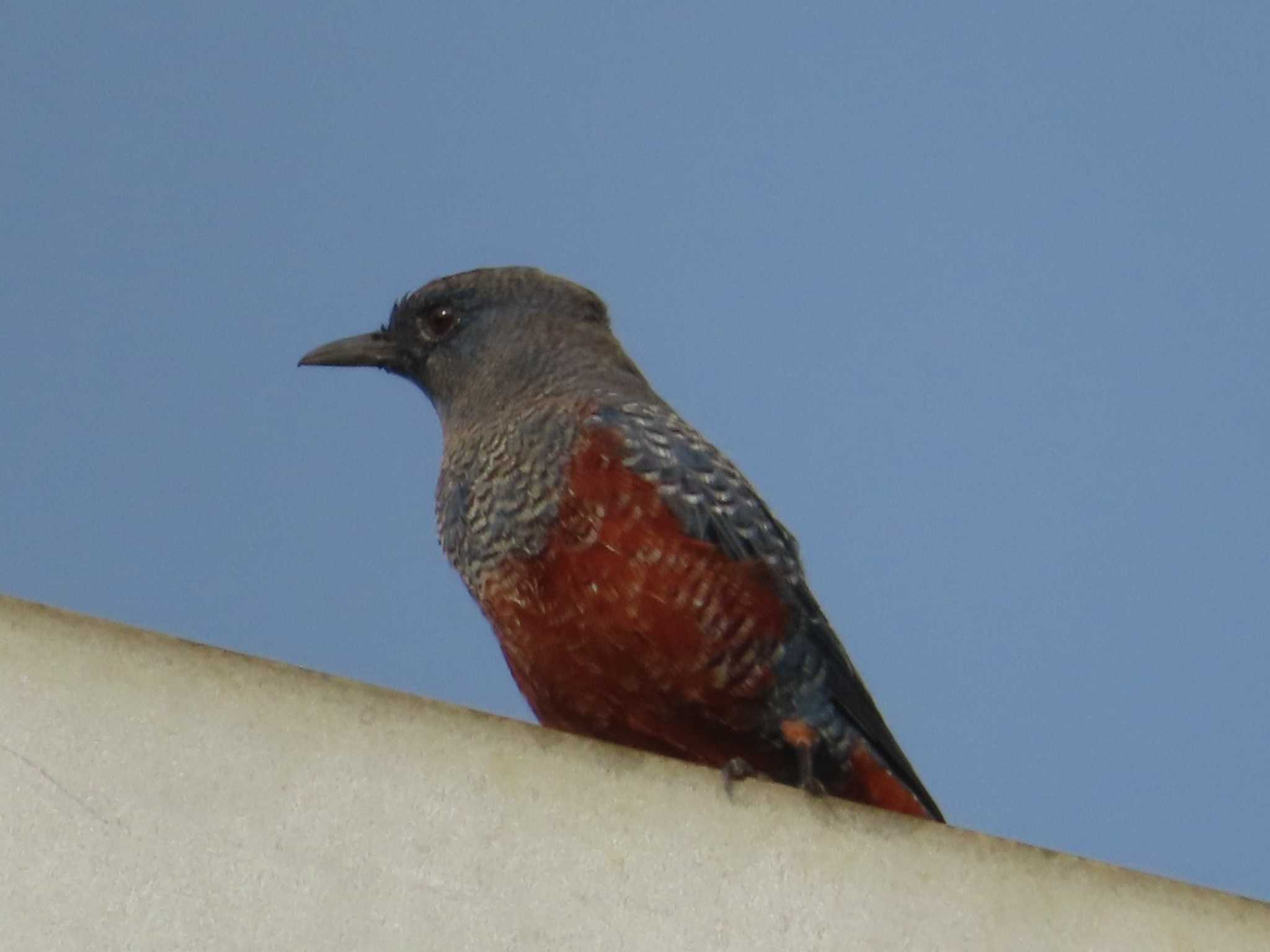 Photo of Blue Rock Thrush at Miyako Island by ゆ