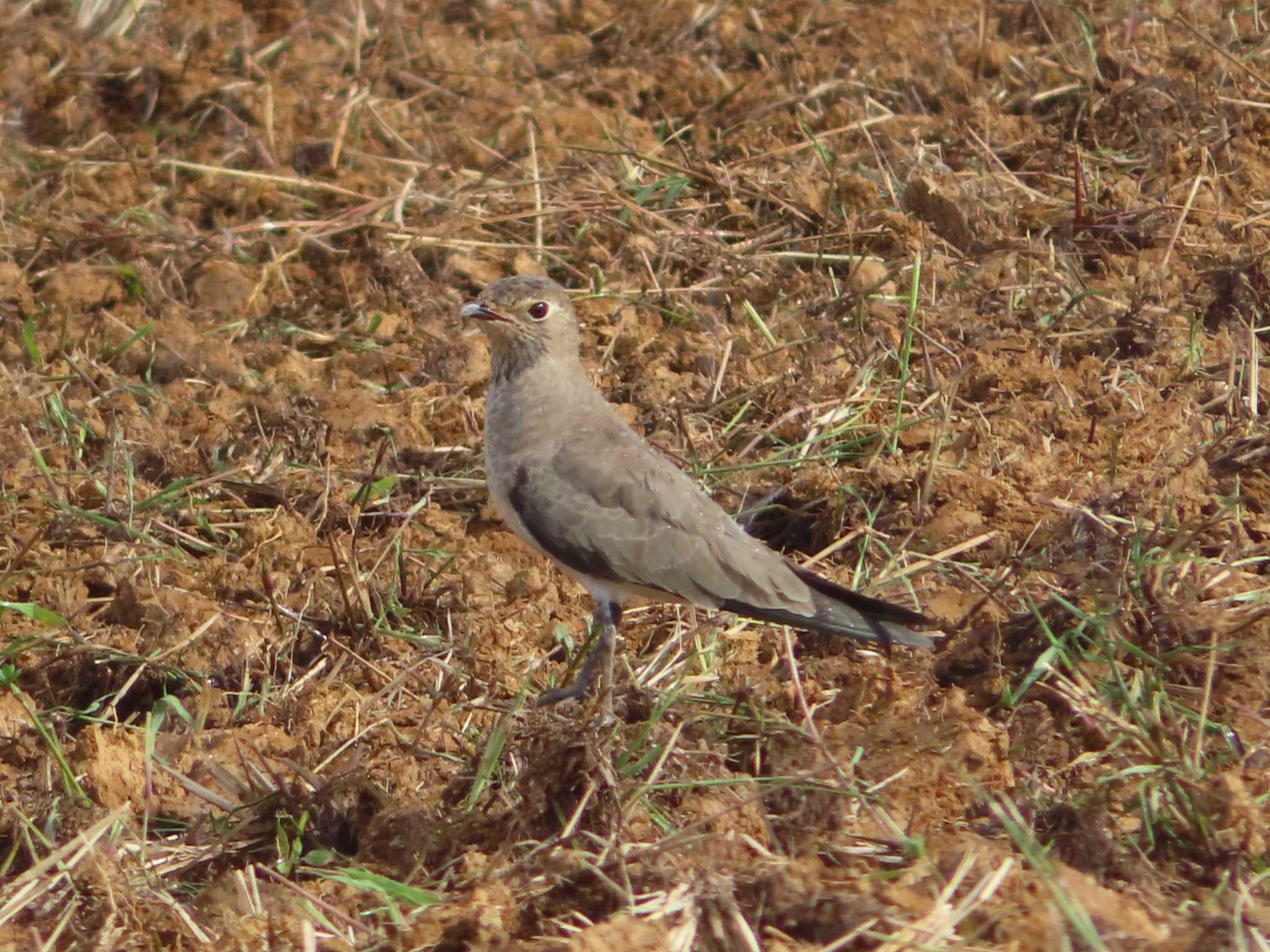 Photo of Oriental Pratincole at Miyako Island by ゆ