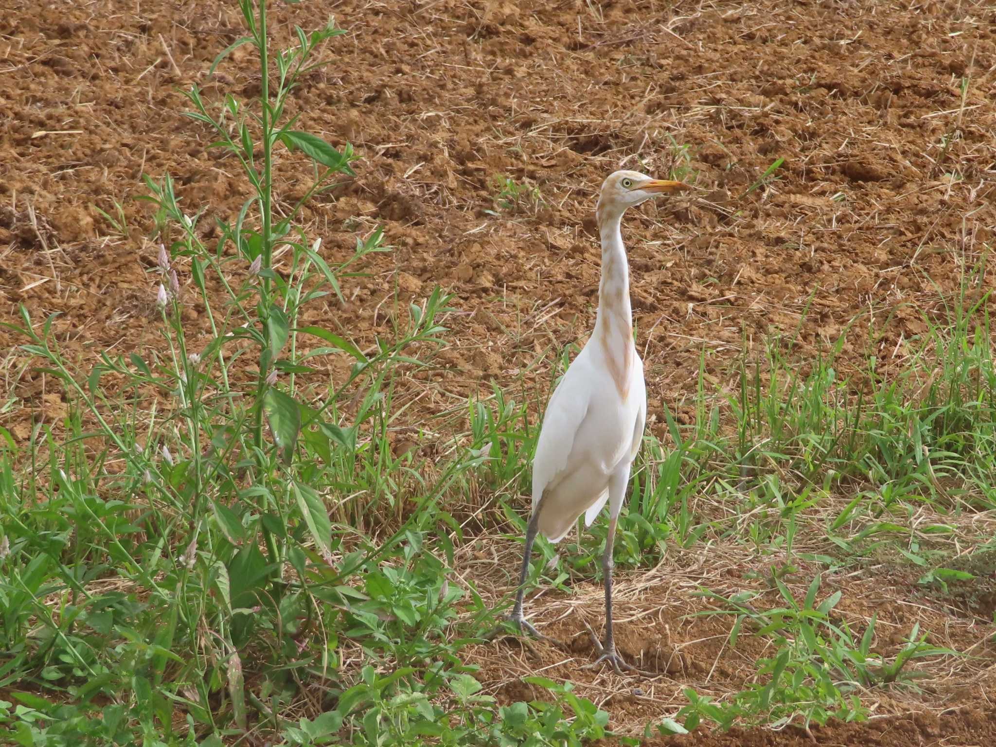 Photo of Eastern Cattle Egret at Miyako Island by ゆ