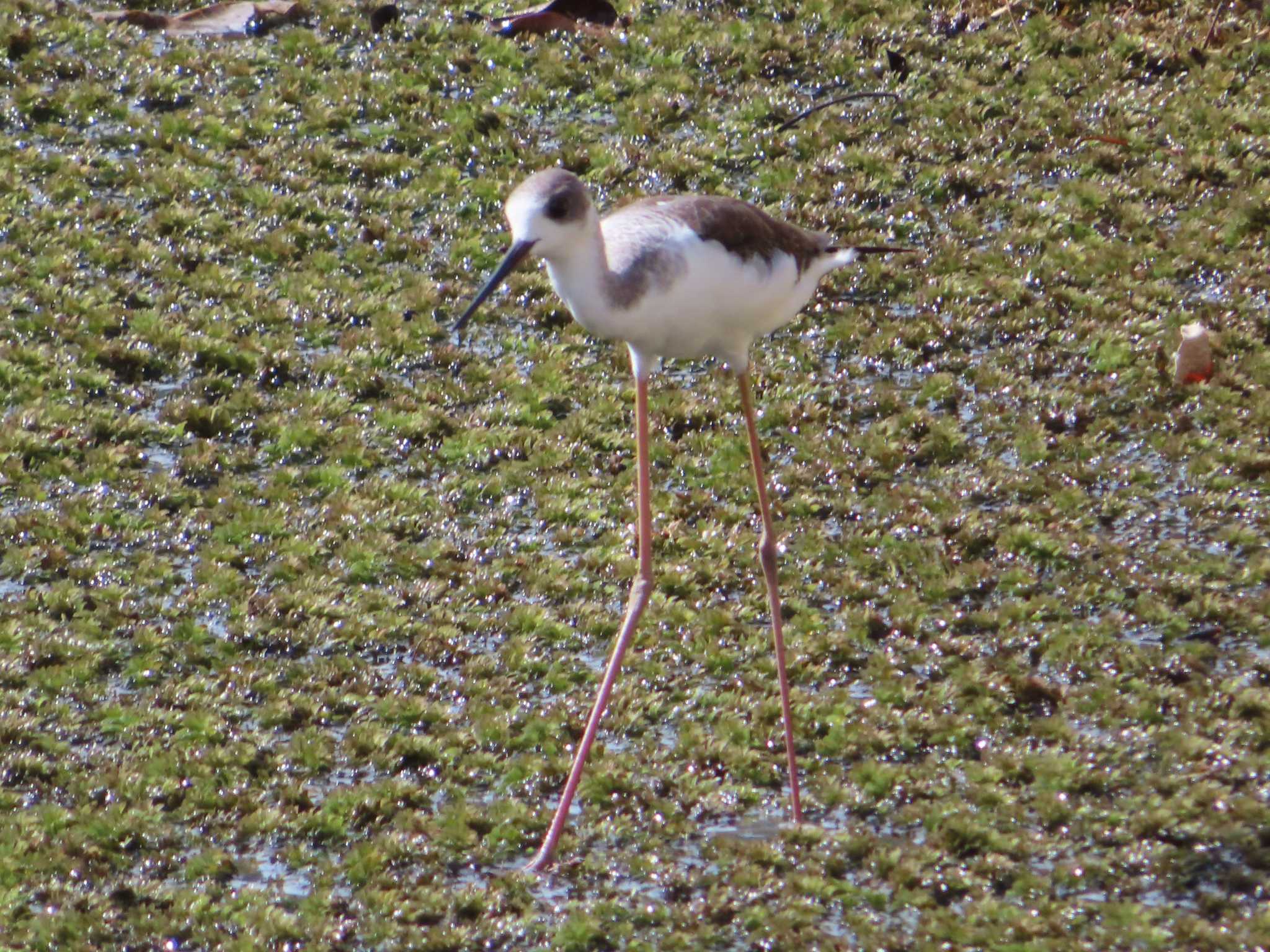 Photo of Black-winged Stilt at Miyako Island by ゆ