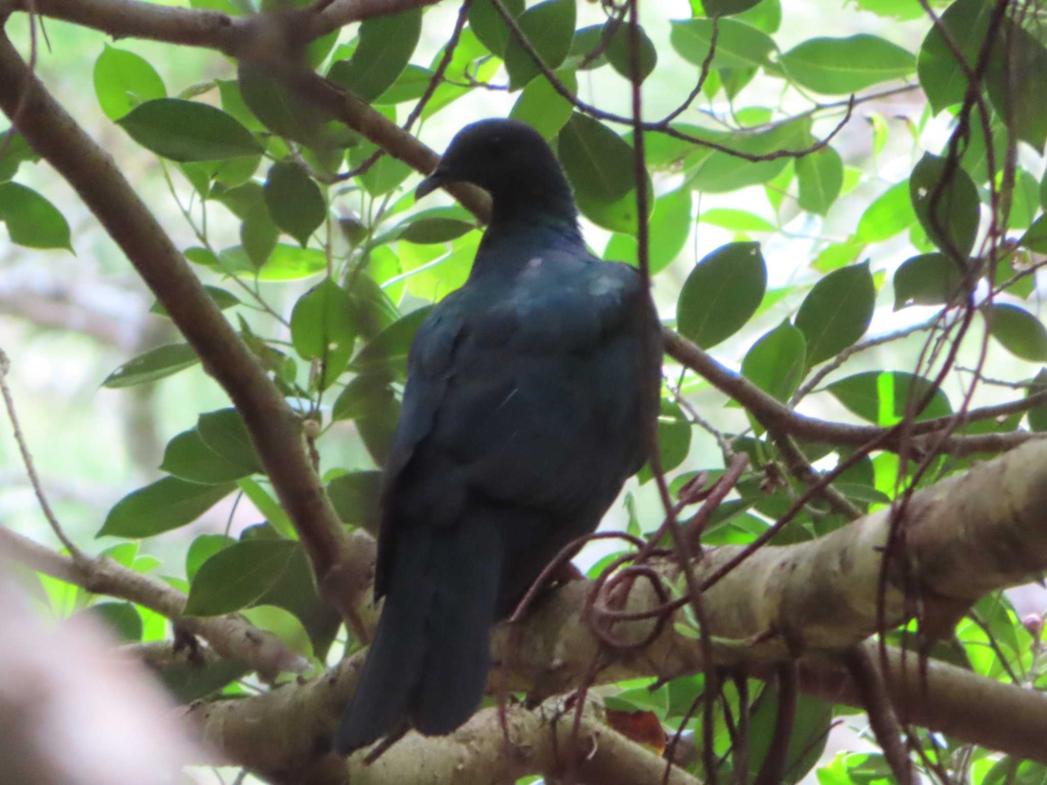 Photo of Black Wood Pigeon at Miyako Island by ゆ