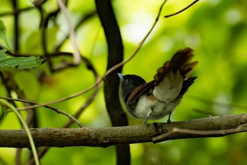 サンコウチョウ 場所が不明 2021年8月29日(日)