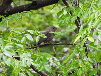 イソヒヨドリ 兵庫県立一庫公園 2021年9月3日(金)