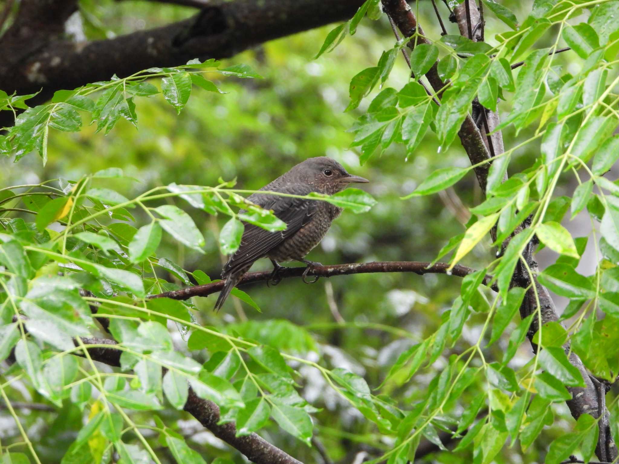 Photo of Blue Rock Thrush at 兵庫県立一庫公園 by ひよひよ