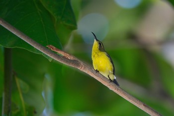 キバラタイヨウチョウ セブ島 2021年8月1日(日)