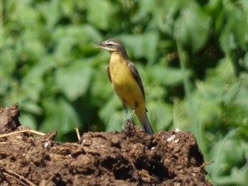 Eastern Yellow Wagtail Yoron Island Fri, 9/3/2021