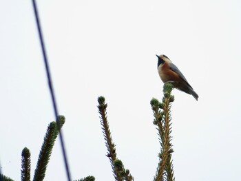 2021年9月4日(土) 十勝北部の野鳥観察記録