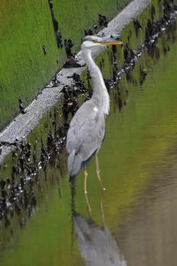 アオサギ 長浜公園 2021年9月4日(土)