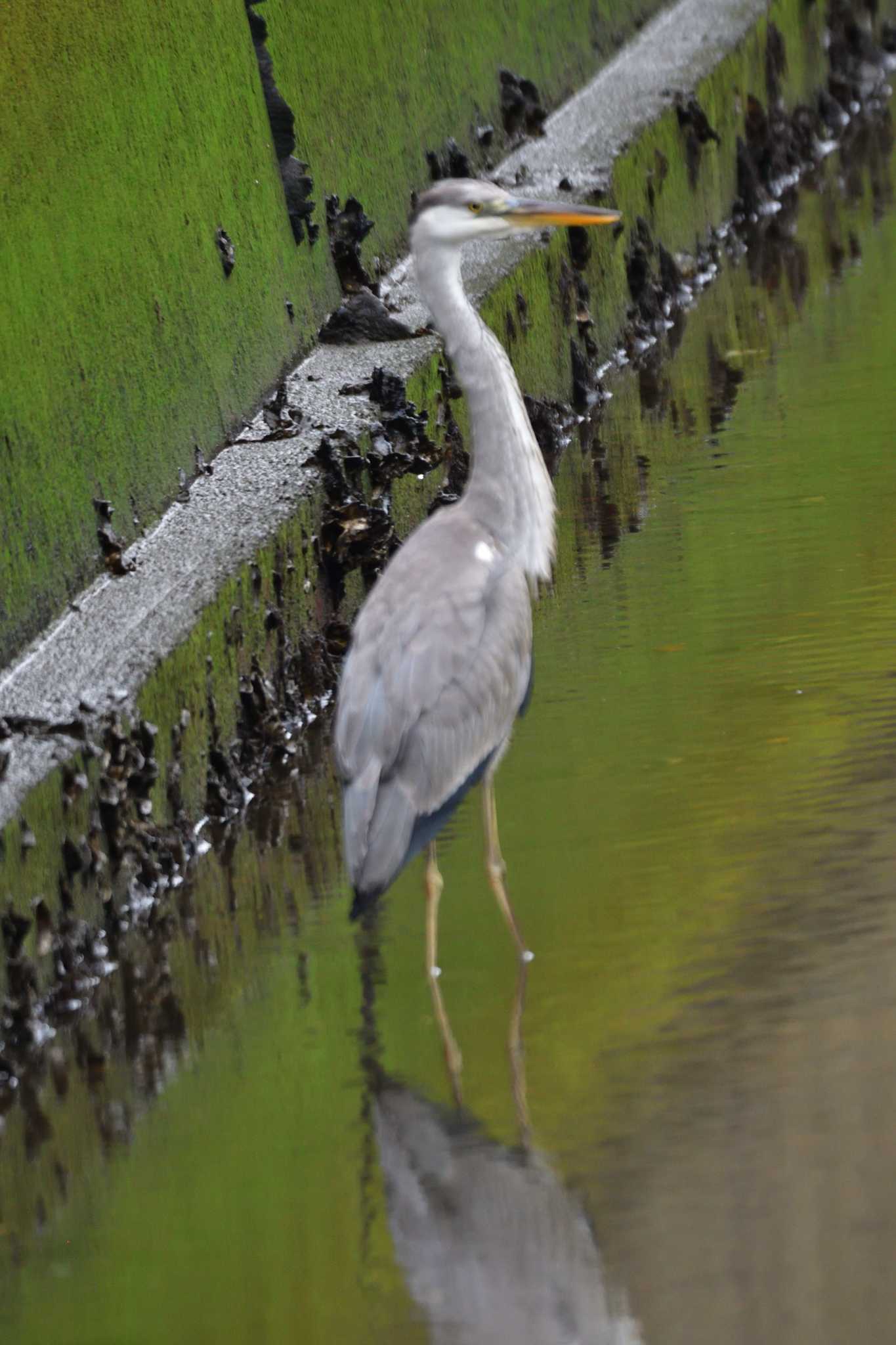 長浜公園 アオサギの写真 by やなさん