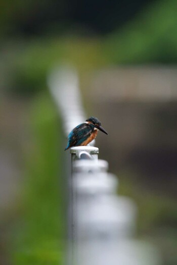 2021年9月4日(土) 長浜公園の野鳥観察記録