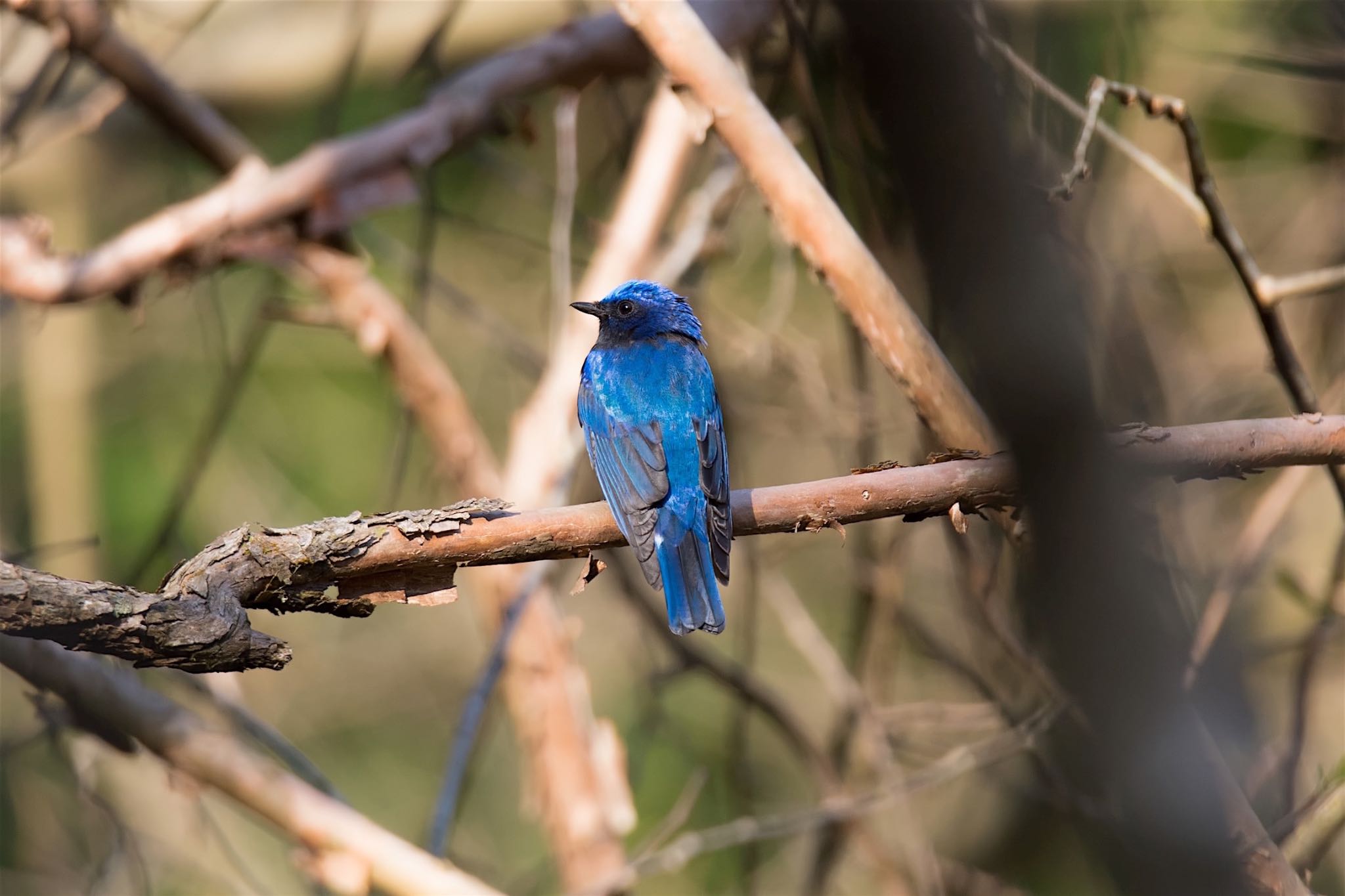 Blue-and-white Flycatcher