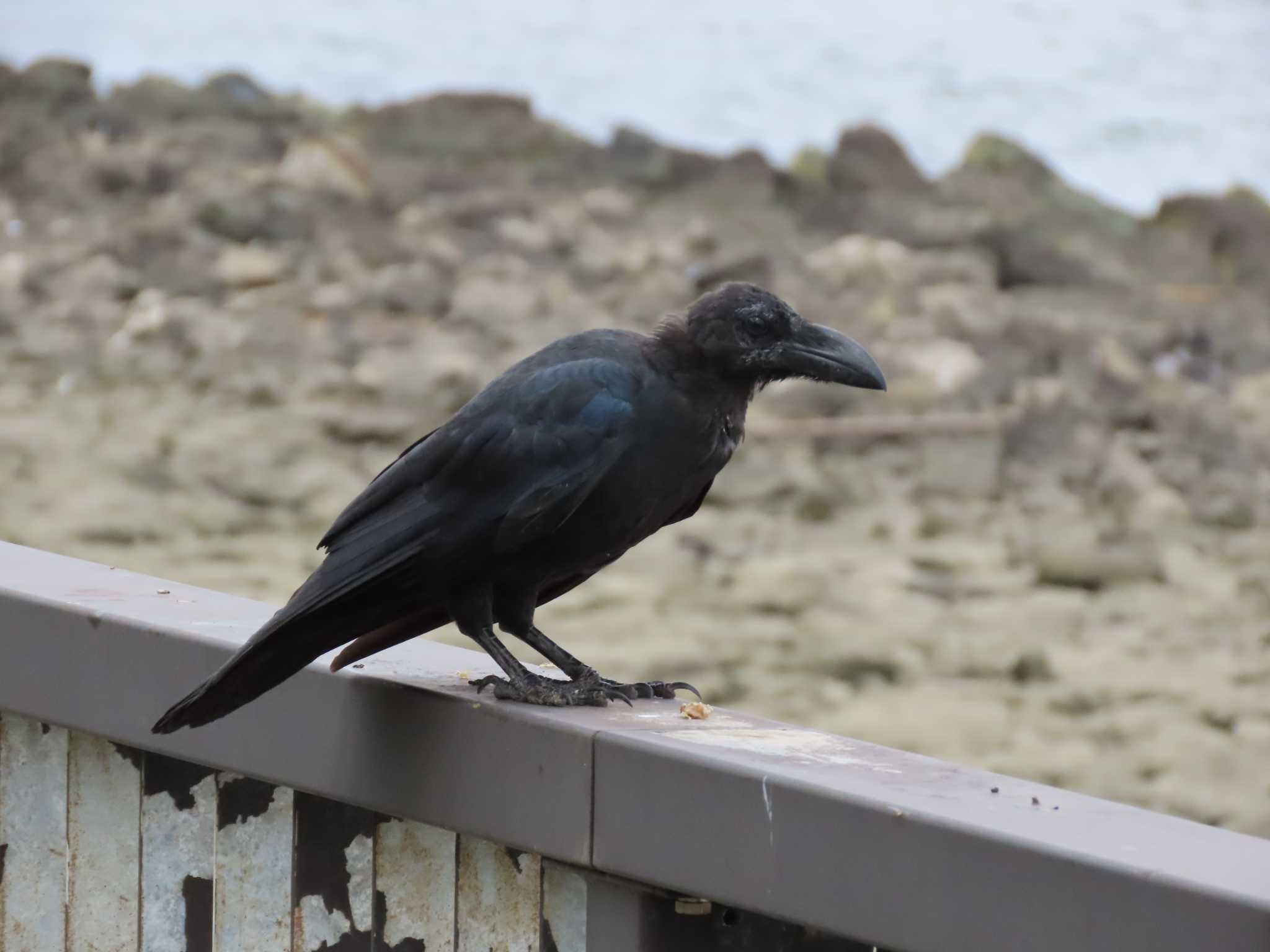 新木場緑道公園(東京都江東区) ハシブトガラスの写真 by のぐち