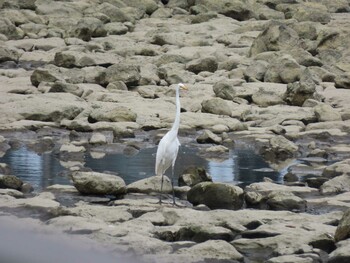 2021年8月31日(火) 新木場緑道公園(東京都江東区)の野鳥観察記録